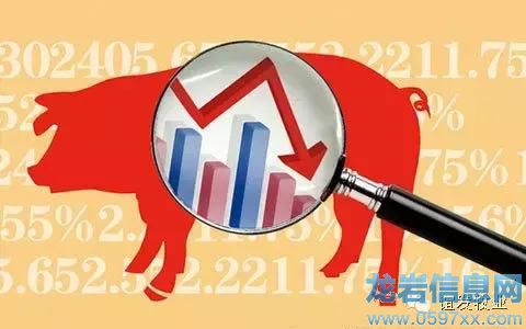 豬價只跌不漲的原因,現(xiàn)在終于知道啦!