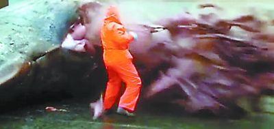 死亡抹香鯨突然放射性爆炸 噴出內(nèi)臟等只剩皮囊