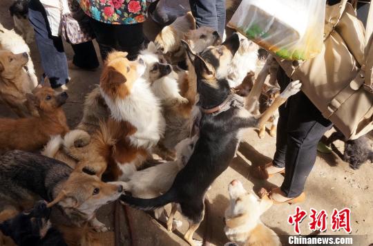 鄭州“狗媽”犬只收容所爆棚市民爭相收養(yǎng)(圖)